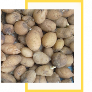 Salep Orkidesi Yumrusu - Karışık Türler 100 Adet