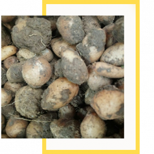 Salep Orkidesi Yumrusu Karışık Küçük Kalibre 100 Adet